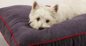 Dog Gone Smart Nanosuede Rectangle Bed