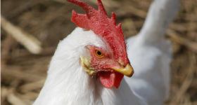 fsny_symphony_hen_001_fs